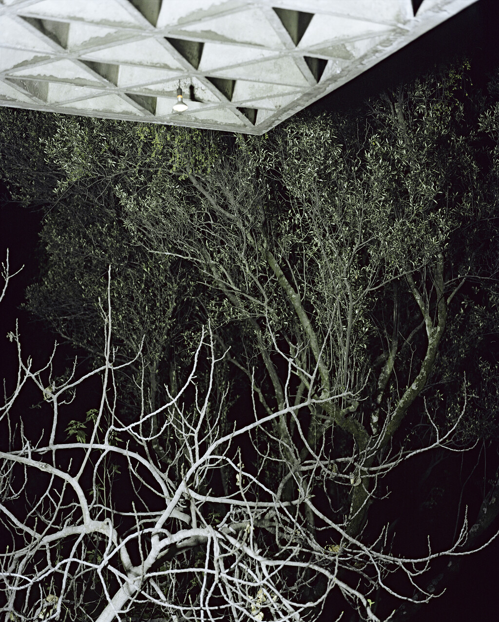 Arpa - © Tom de Peyret