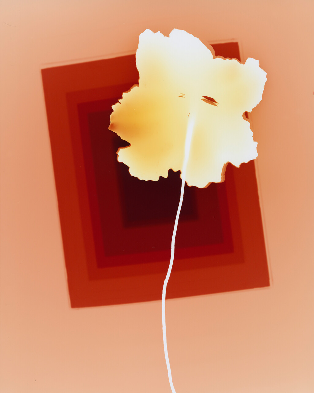 Arpa2 - © Tom de Peyret