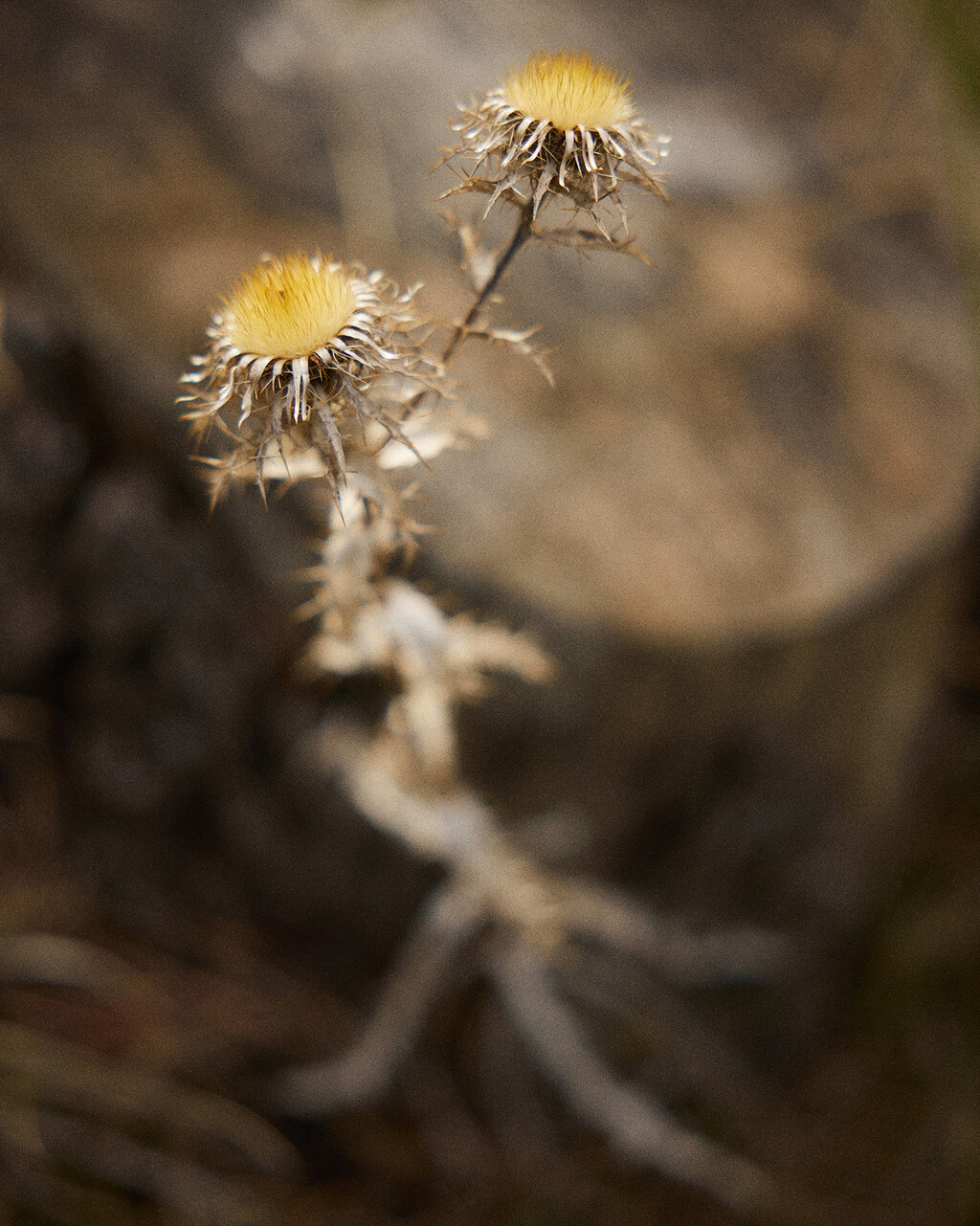NNORMAL - © Tom de Peyret