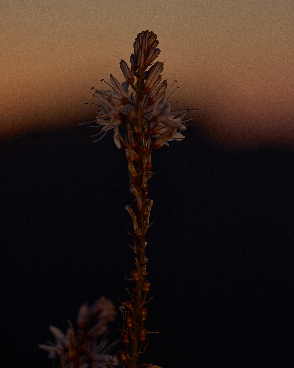 NNORMAL - © Tom de Peyret