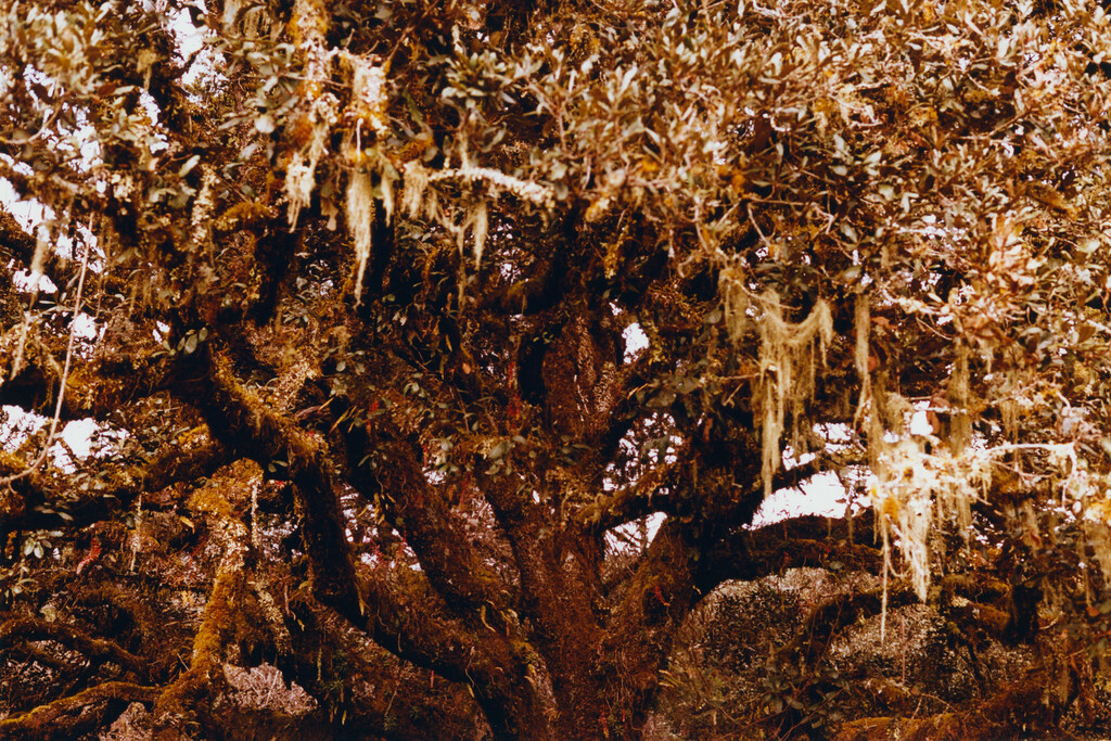 M le Monde - © Tom de Peyret